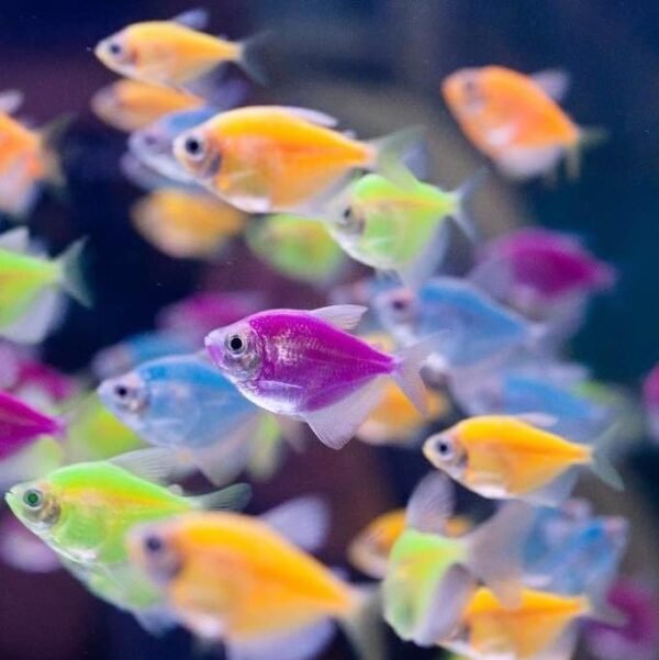 Тернеция глофиш GloFish микс (Gymnocorymbus ternetzi) - 2.5-3см