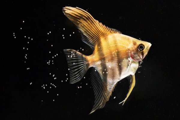 Скалярия микс (Pteregophylum Scallare)