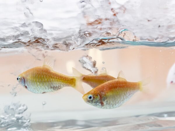 Барбус золотой (Barbus conchonius)