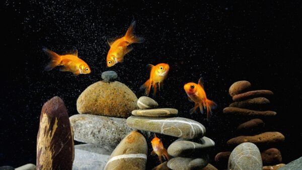 Комета (Carassius auratus)